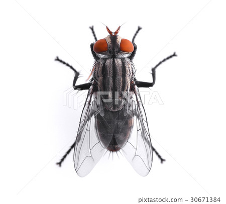 top view of fly isolated on white background 30671384