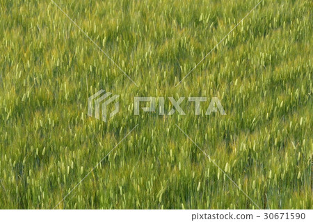 Wheat field 30671590