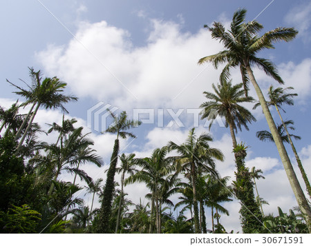 Southeast Botanical Garden 30671591