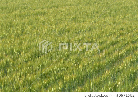 Wheat field 30671592