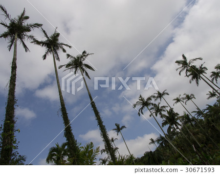 Southeast Botanical Garden 30671593