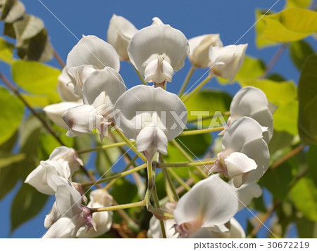 Daruma fuji Daruma fuji 30672219