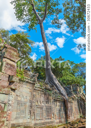 Tree on the wall of the Preah Khan temple ruins Tree on the wall of the Preah Khan temple ruins 30672433