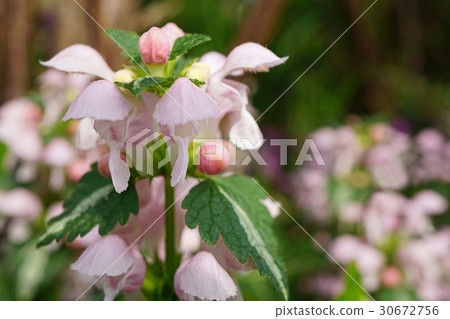 Pretty Spring Dance Lamium 30672756
