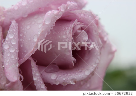 玫瑰在雨中濕透了 30672932