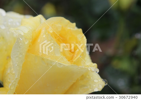 玫瑰在雨中濕透了 30672940
