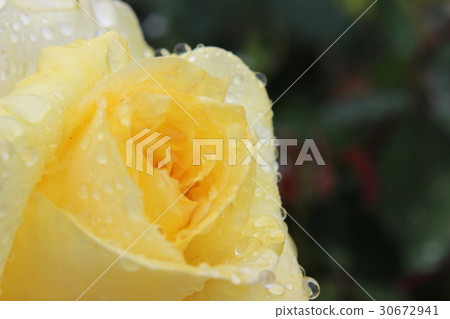 Rose getting wet in the rain Rose getting wet in the rain 30672941