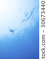 Dolphins swimming in the water 30673440