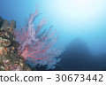The sun and the coral 30673442
