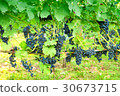 Ripe grapes in a vineyard 30673715