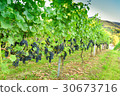 Ripe grapes in a vineyard 30673716