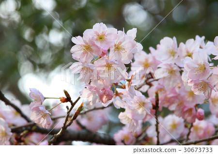 Tsubaki Cherry blossoms shining in the sunset Tsubaki Cherry blossoms shining in the sunset 30673733