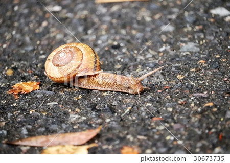 snails  30673735