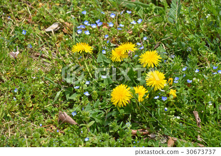 Dandelion and giant dogfish Dandelion and giant dogfish 30673737