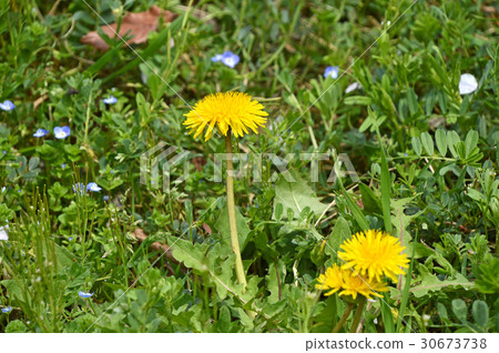 Dandelion (Tanpopo) 30673738