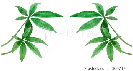 Analog watercolor foliage plant Pachira symmetrical set Analog watercolor foliage plant Pachira symmetrical set 30673763