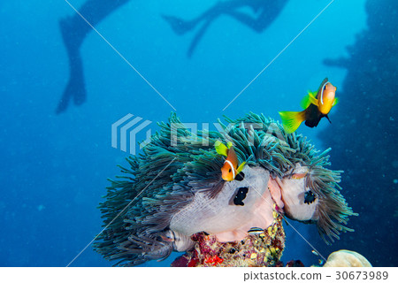 Clown fish inside red anemone in maldives Clown fish inside red anemone in maldives 30673989