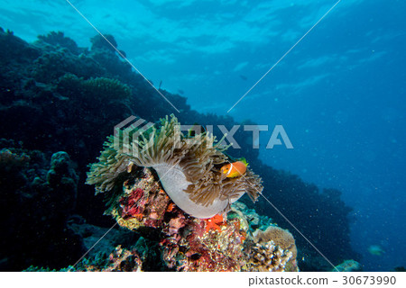 Clown fish inside red anemone in Maldives Clown fish inside red anemone in Maldives 30673990