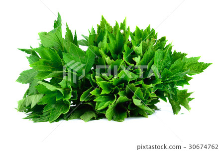 Celery isolated on White Background Celery isolated on White Background 30674762