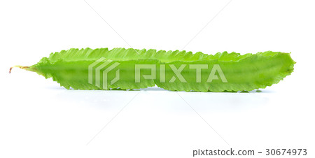 Winged Beans on white background 30674973