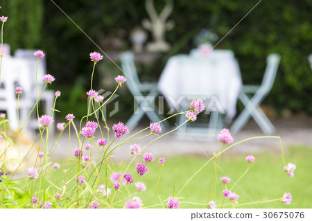 Flower in the park with white table background Flower in the park with white table background 30675076
