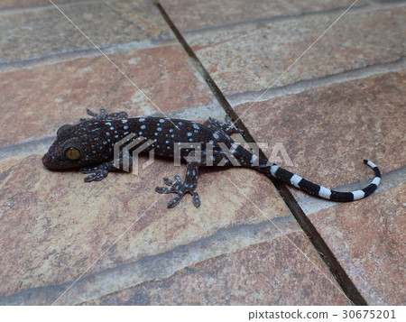 Thai cuckoo gecko Thai cuckoo gecko 30675201