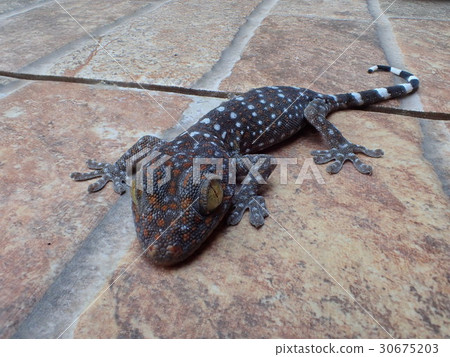 Thai cuckoo gecko Thai cuckoo gecko 30675203
