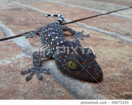 Thai cuckoo gecko 30675205