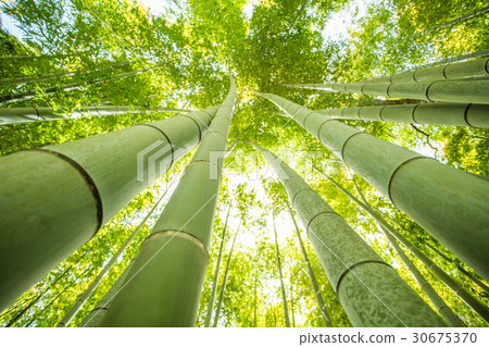 bamboo forest bamboo forest 30675370