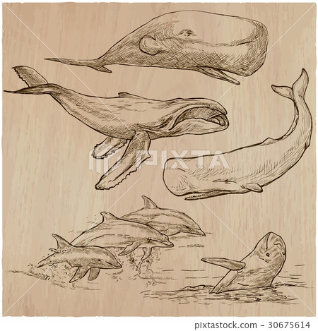 Cetacea - An hand drawn pack, vector sketching Cetacea - An hand drawn pack, vector sketching 30675614
