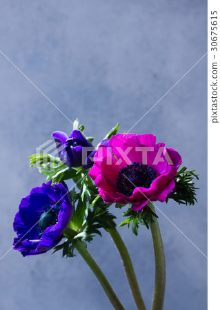 Anemones flowers on stone background Anemones flowers on stone background 30675615