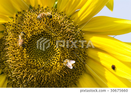honeybee rested on a sun flower honeybee rested on a sun flower 30675660