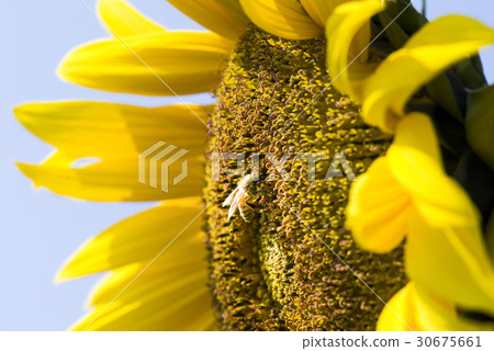 honeybee rested on a sun flower 30675661