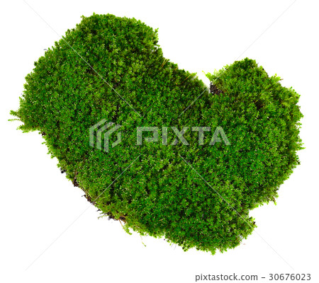 Green moss on white background Green moss on white background 30676023