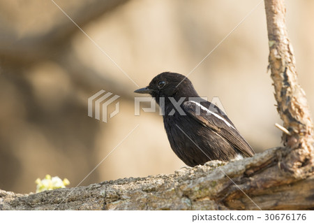 Image of birds perched on the branch. Image of birds perched on the branch. 30676176