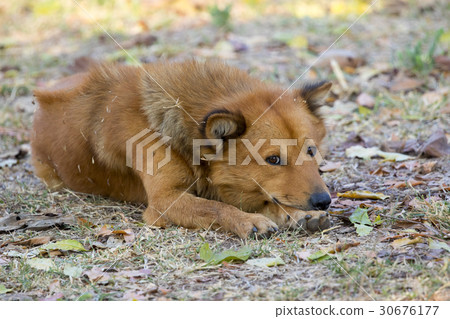 Image of brown dog on nature background. Pet. Image of brown dog on nature background. Pet. 30676177