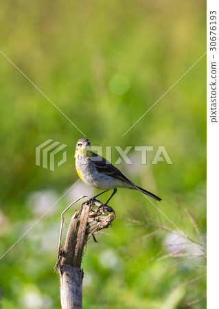 Image of Bird Eastern Yellow Wagtail. Image of Bird Eastern Yellow Wagtail. 30676193