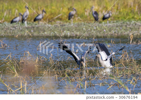 Image of flocks asian openbill stork. 30676194