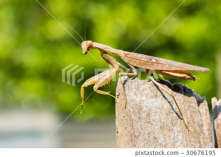 Image of brown mantis on nature background. Insect Image of brown mantis on nature background. Insect 30676195