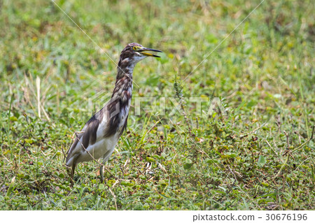Image of Chinese Pond Heron (Ardeola bacchus) Image of Chinese Pond Heron (Ardeola bacchus) 30676196