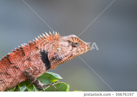 Image of chameleon on nature background. Image of chameleon on nature background. 30676197