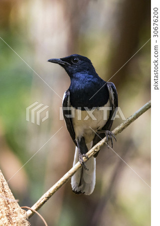 Image of bird on the branch on natural background. 30676200