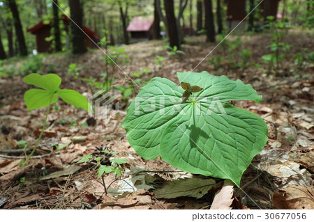 Trillium blooming in the forest Trillium blooming in the forest 30677056