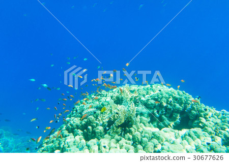 Tranquil underwater scene with copy space Tranquil underwater scene with copy space 30677626