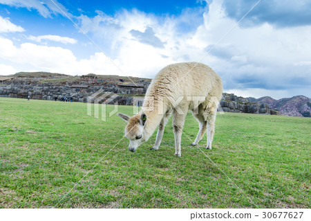 lamas in Andes,Mountains, Peru 30677627