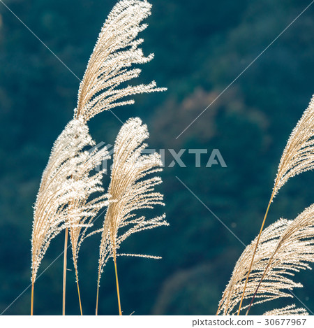 Fall landscape 30677967