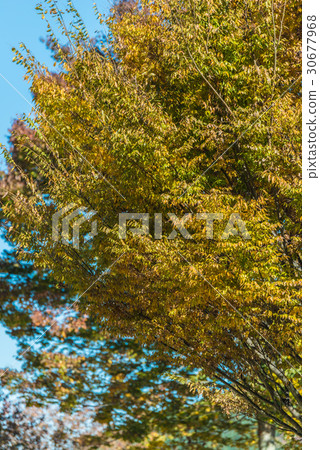 Autumn forest 30677968