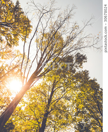 Autumn forest 30678024