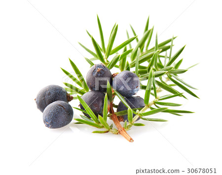 Juniper with leaves 30678051