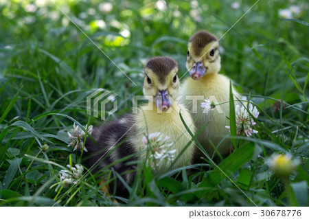 Two little duckling walking in the grass Two little duckling walking in the grass 30678776